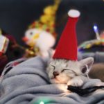 Cute tabby kitten sleeping in sheet with Christmas decoration