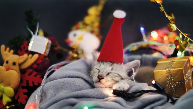 Cute tabby kitten sleeping in sheet with Christmas decoration