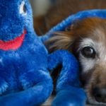 An aging red Dachshund and a blue plush.