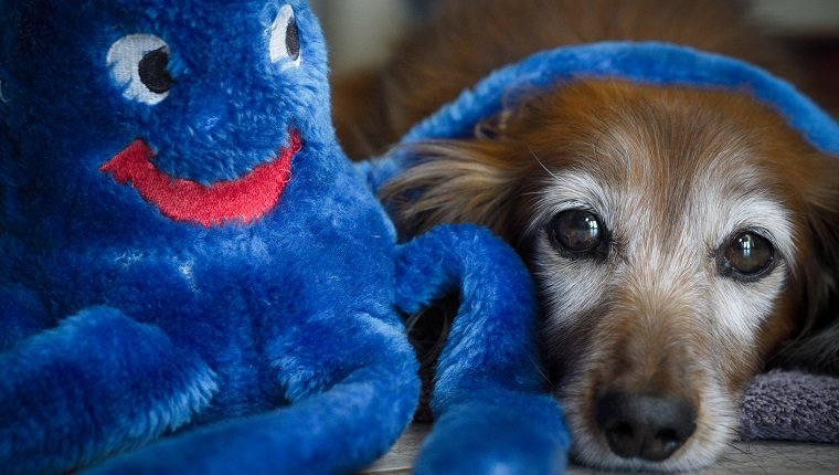 An aging red Dachshund and a blue plush.