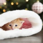 Kitten hiding in Christmas stocking