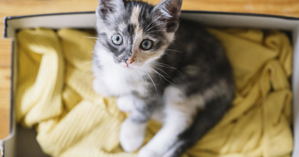 7 Tipps zum Füttern eines Kätzchens, das Sie kennen sollten
