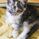 7 Tipps zum Füttern eines Kätzchens, das Sie kennen sollten