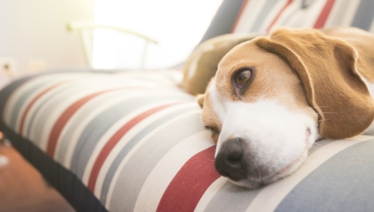 Ein Beagle-Hund, der im Sofa liegt und möglicherweise an Amyloidose leidet