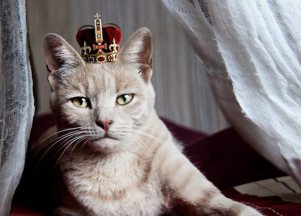 Beginnen Sie Ihren eigenen Landtag: 5 Möglichkeiten, wie Katzen ihr eigenes Land führen würden