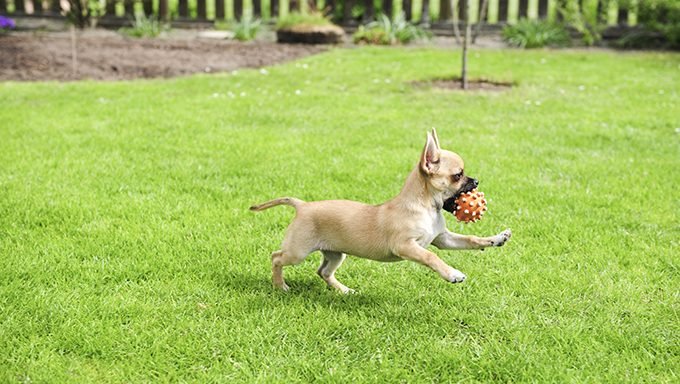 Chihuahuawelpe, der mit Ball läuft