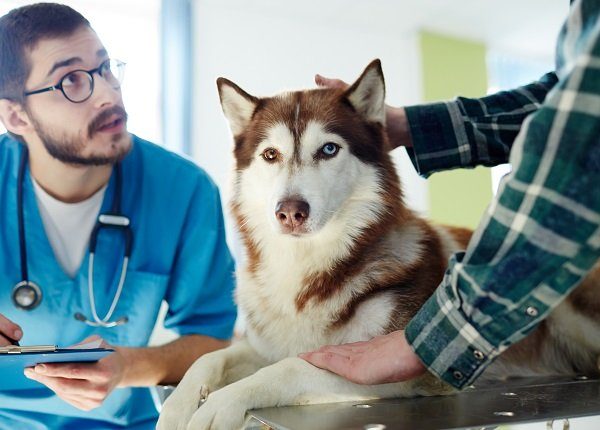 Von WillebrandKrankheit bei Hunden Symptome, Ursachen und