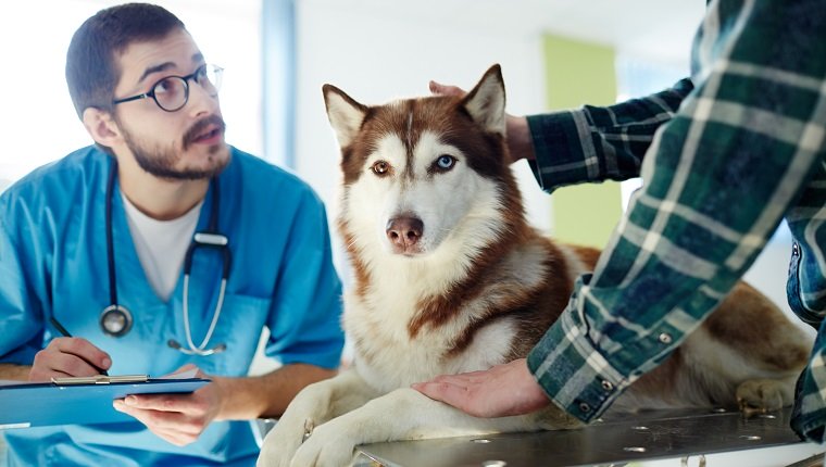 Vet in uniform making prescriptions for husky dog and talking to its owner