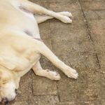 Fat labrador retriever sleep on the floor , 7 years old