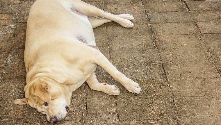 Fat labrador retriever sleep on the floor , 7 years old
