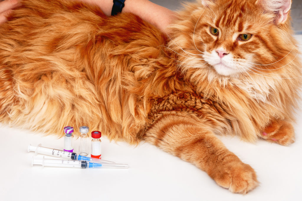 Die Impfungen, die Ihre Katze haben muss
