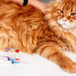 Die Impfungen, die Ihre Katze haben muss