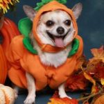 Chihuahua in little pumpkin costume