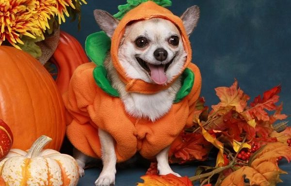 Chihuahua in little pumpkin costume