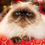 Funny persian colourpoint cat is lying on a red cushion in front of a Christmas tree with colourful lights bokeh