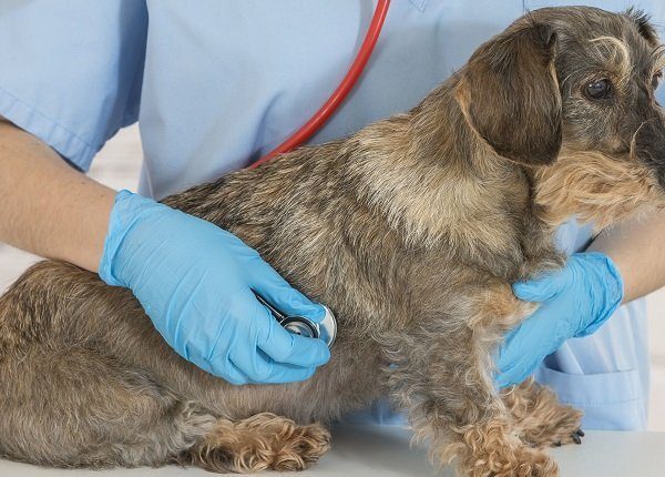 In this photo illustration it shows - Veterinarian with dog possibly suffering from endocarditis. (Photo Illustration by: Media for Medical/UIG via Getty Images)