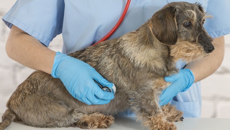 Endokarditis bei Hunden Symptome, Ursachen und Behandlungen