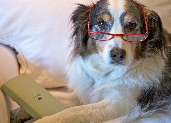 5 Möglichkeiten, die letzten Tage Ihres Hundes zu ihren besten Tagen zu