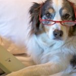 An older dog wears a pair of reading glasses and is holding a book titled "New Tricks."