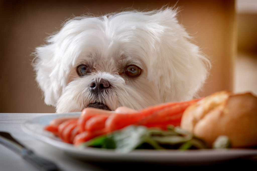 Hat mein Hund Hunger oder bittet er um eine Belohnung?
        Sie setzen sich zum Essen. Plötzlich bittet Ihr Hund um einen Bissen. Seine Wimmern mögen überzeugend sein, aber woher wissen Sie, ob Ihr Hund hungrig ist oder nur um eine Belohnung bettelt?
