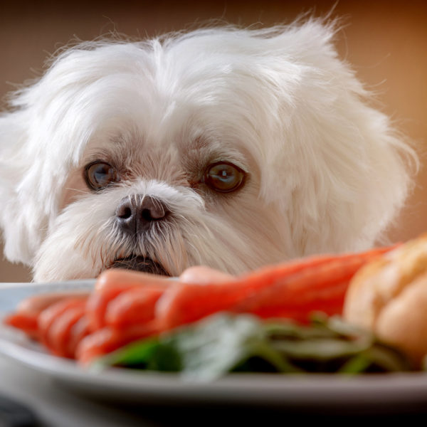 Hat mein Hund Hunger oder bittet er um eine Belohnung?
        Sie setzen sich zum Essen. Plötzlich bittet Ihr Hund um einen Bissen. Seine Wimmern mögen überzeugend sein, aber woher wissen Sie, ob Ihr Hund hungrig ist oder nur um eine Belohnung bettelt?