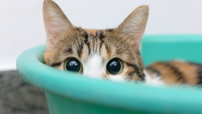 schüchterne Katze, die im Behälter sich versteckt