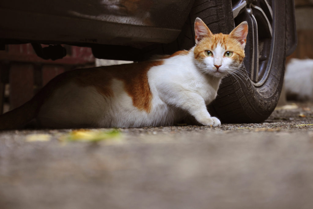 Hilfe für streunende und wilde Katzen: Was Sie wissen sollten