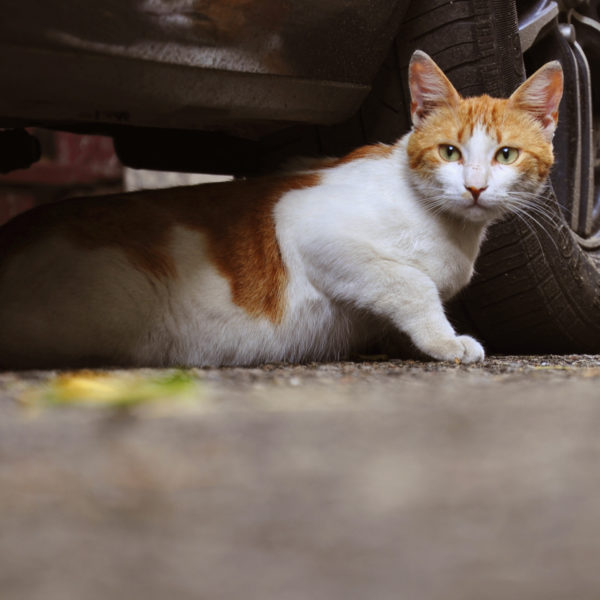 Hilfe für streunende und wilde Katzen: Was Sie wissen sollten