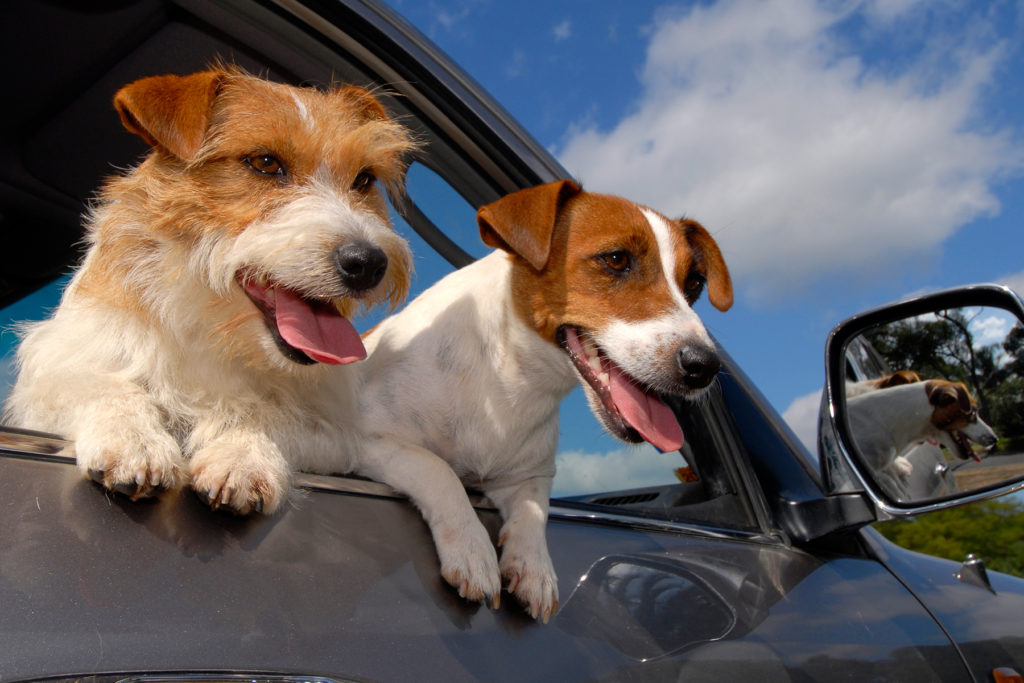 Hunde und Reisekrankheit