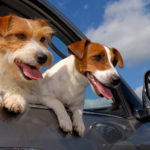 Hunde und Reisekrankheit