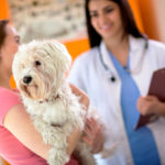 Hundeliebhaber: Was sollten Sie Ihren Tierarzt fragen?