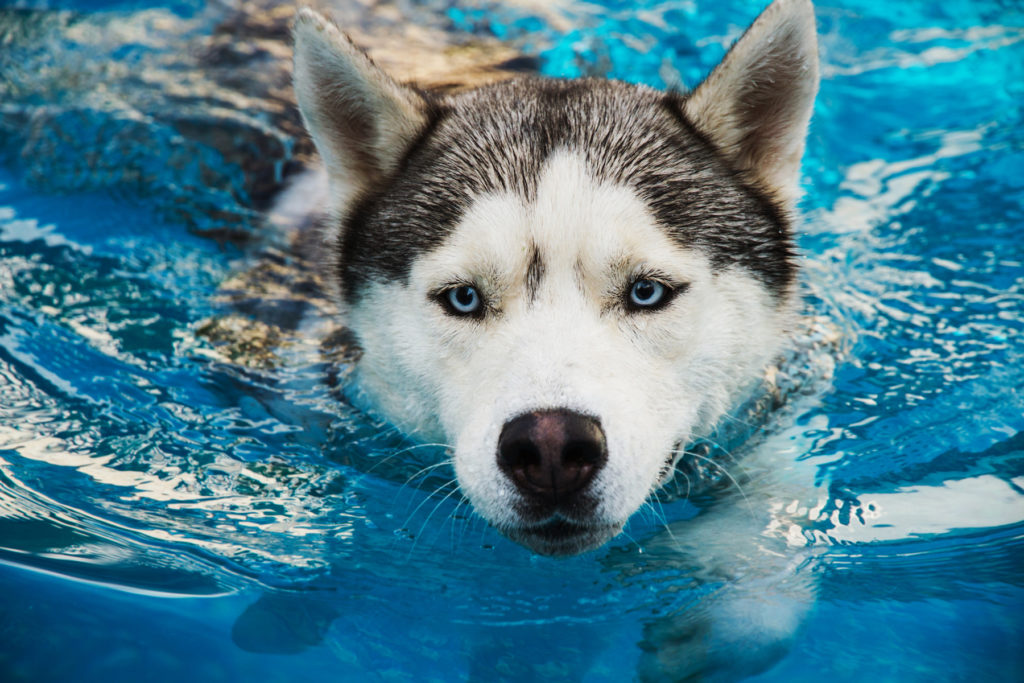 Hundewassersicherheit: Tipps, um Ihr Haustier gesund zu halten