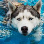 Hundewassersicherheit: Tipps, um Ihr Haustier gesund zu halten