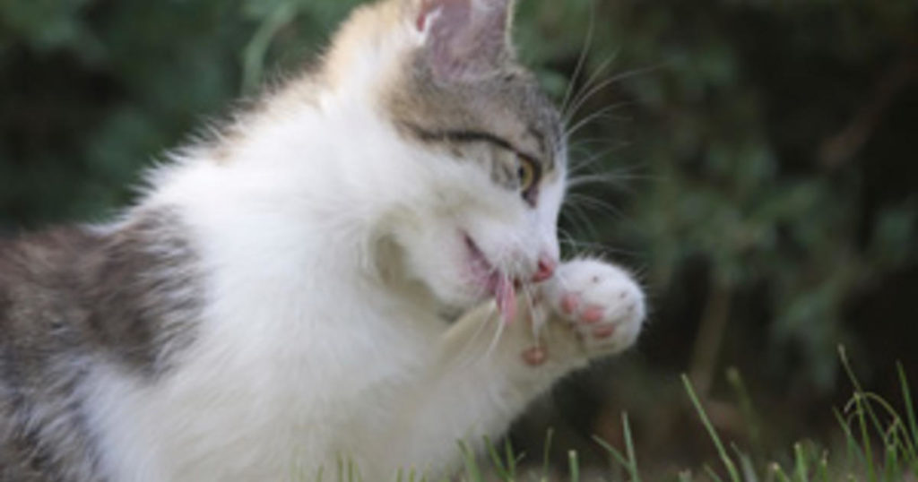 Ist Bio-Katzenfutter besser für meine Katze?