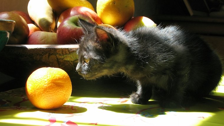 Können Katzen Orangen essen? Sind Orangen sicher für Katzen