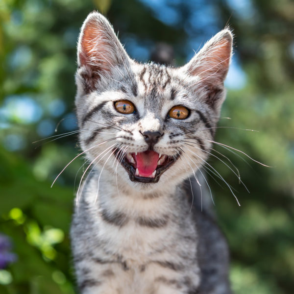 Katze übermäßiges Miauen und Jammern: Warum Katzen miauen