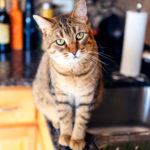 Katzenbesitz: 7 gemeinsame Hindernisse