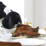 dog sniffing turkey on dinner table