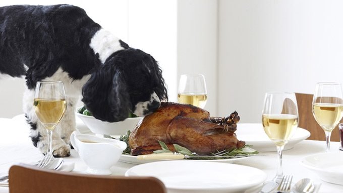 dog sniffing turkey on dinner table