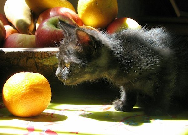Cat and oranges