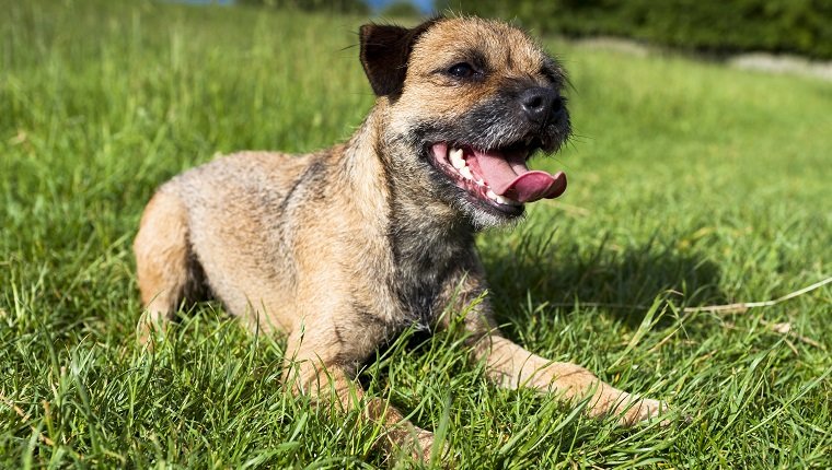 VEREINIGTES KÖNIGREICH - 9. JUNI: Der Border Terrier-Hund, der sich hinlegt, blähte heraus und keuchte mit der Zunge, nachdem er herum gejagt hatte, Vereinigtes Königreich. Hund kann Lungenödem haben.