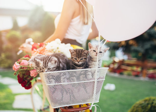 Beautiful attractive young woman carrying her little cute british shorthair kittens in bicycle basket.