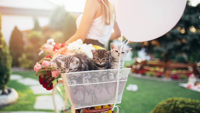 Beautiful attractive young woman carrying her little cute british shorthair kittens in bicycle basket.