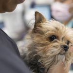 Close up of veterinarian holding timid dog clinic