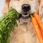 Natural Vs Holistic Dog Foods