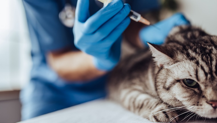 Geerntetes Bild von Doktortierarzt überprüft nette graue Katze an der Tierarztklinik. Vorbereiten einer Injektion.