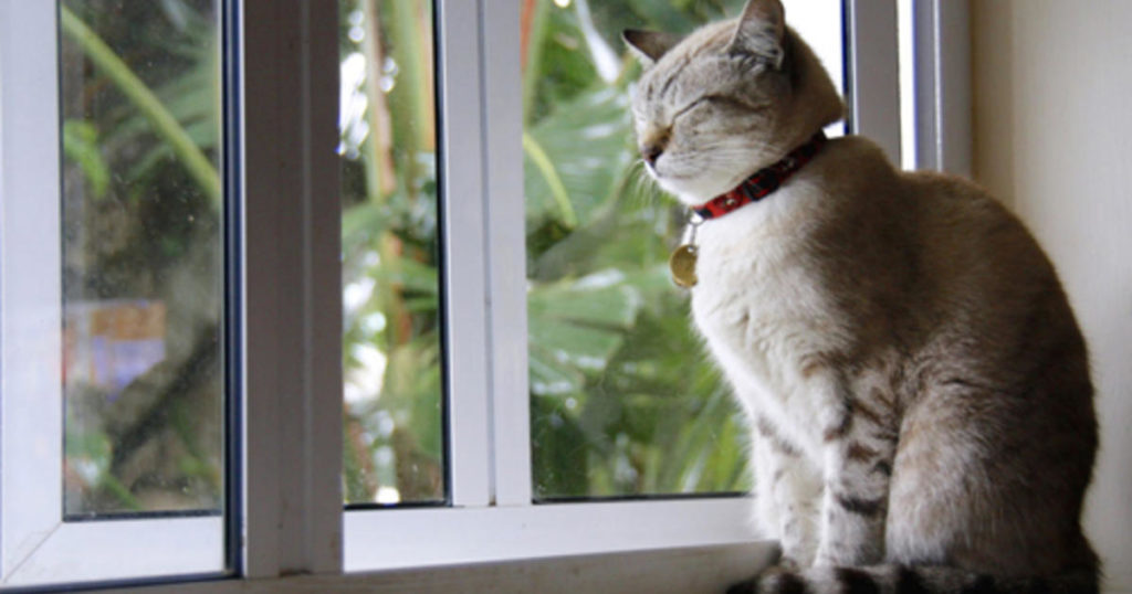 Reisen mit Katzen: Großartige katzenfreundliche Ziele für den Sommer