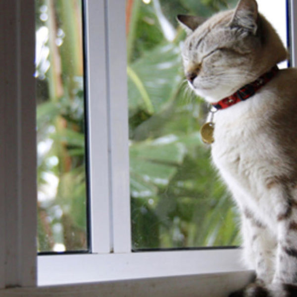 Reisen mit Katzen: Großartige katzenfreundliche Ziele für den Sommer
