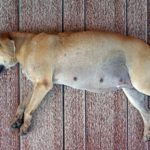Schwangerschaftssymptome und Vorsorgeuntersuchungen bei Hunden