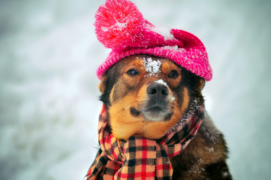 Schützen Sie Ihren Hund in diesem Winter